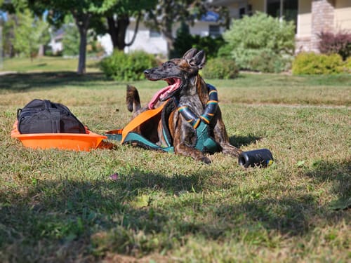 Customer photo review of Training Sandbag