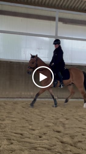 Customer video review of CR Harmonybridle - gebisslose 3 in 1 Zäumung