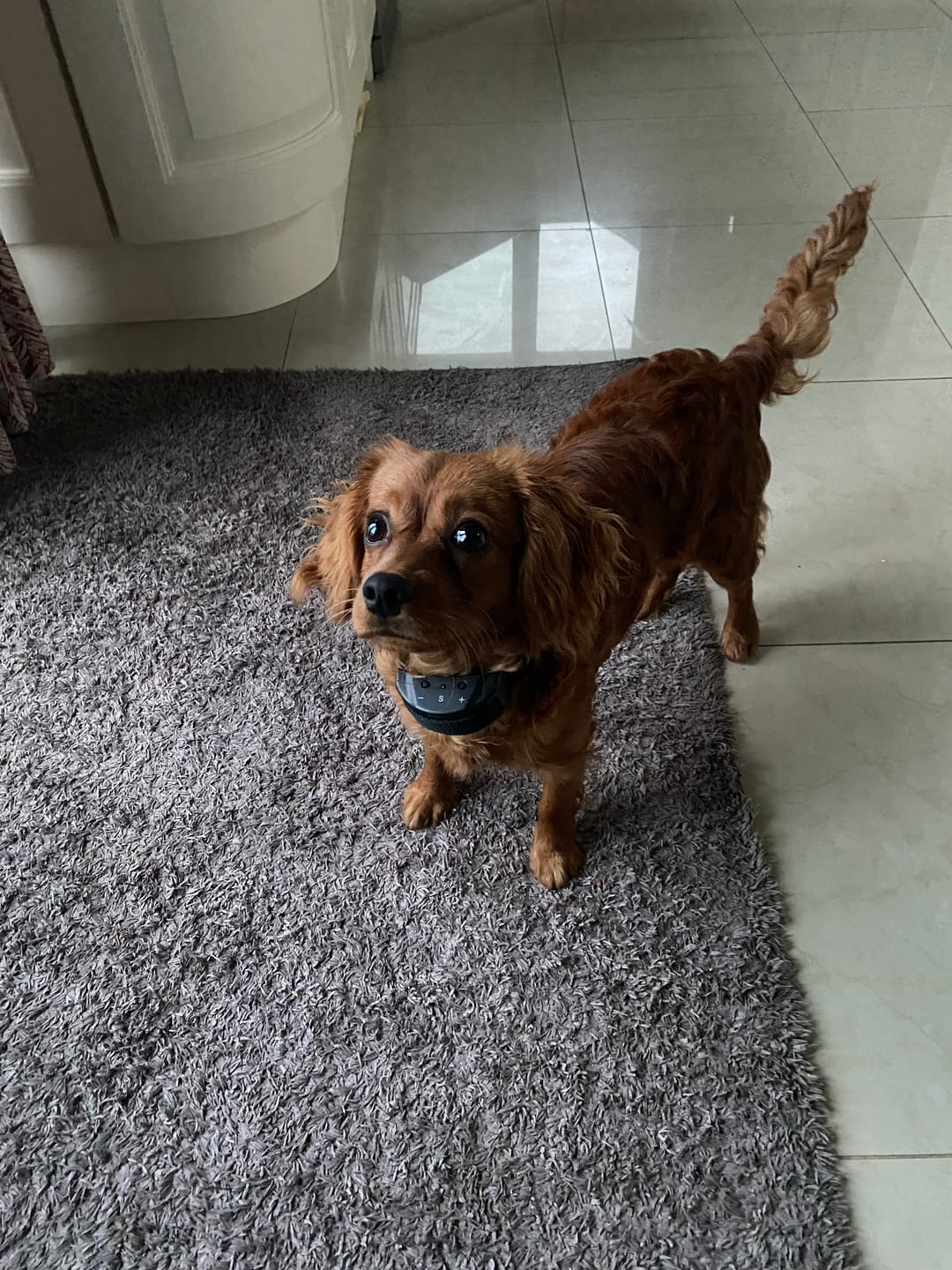 Customer photo review of Anti Bark Training Collar