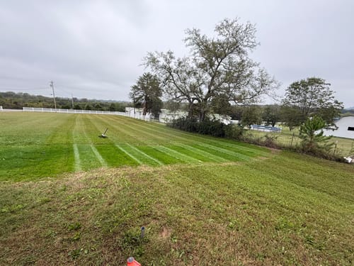 Customer photo review of GCI Turf Type Tall fescue Grass Seed