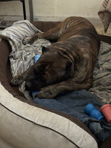 Customer photo review of 6 Inch Monster Bully Stick