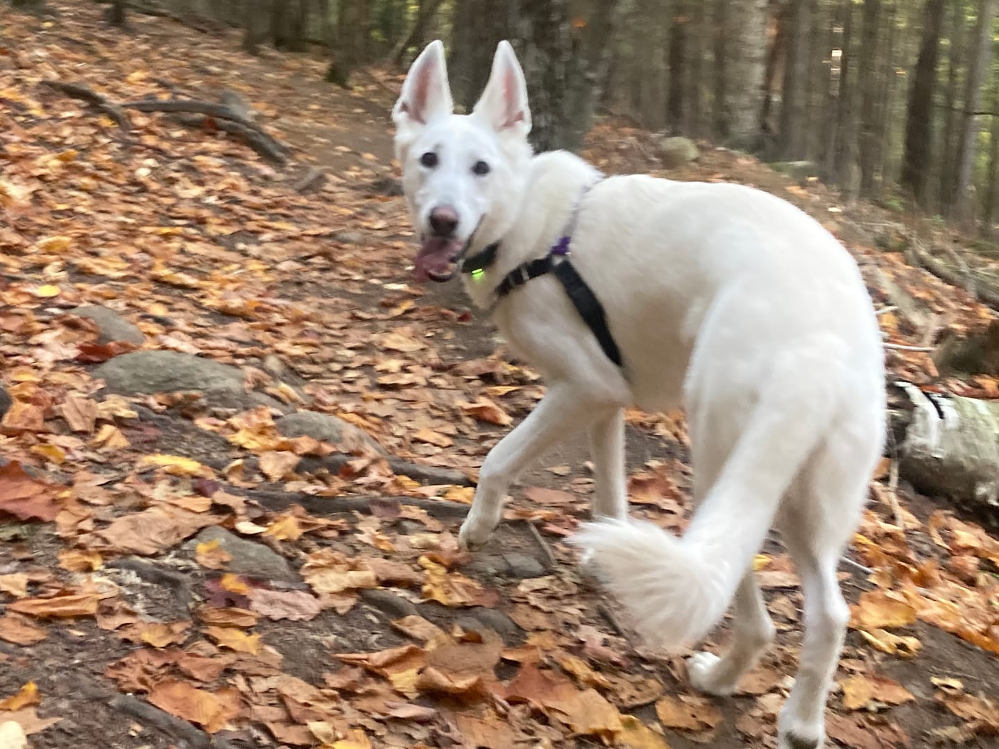 Customer photo review of ROAM 350™ Collar