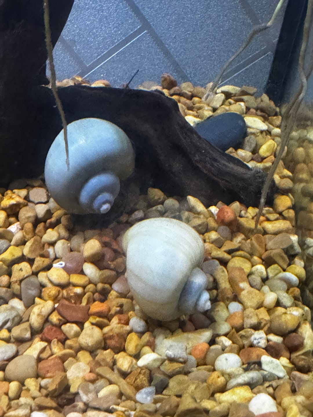 Customer photo review of Blue Mystery Snail