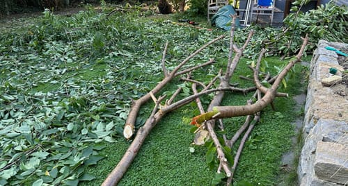 Customer photo review of 18V Nexxsaw Cordless Brushless One-Hand Chainsaw 7" 179 mm