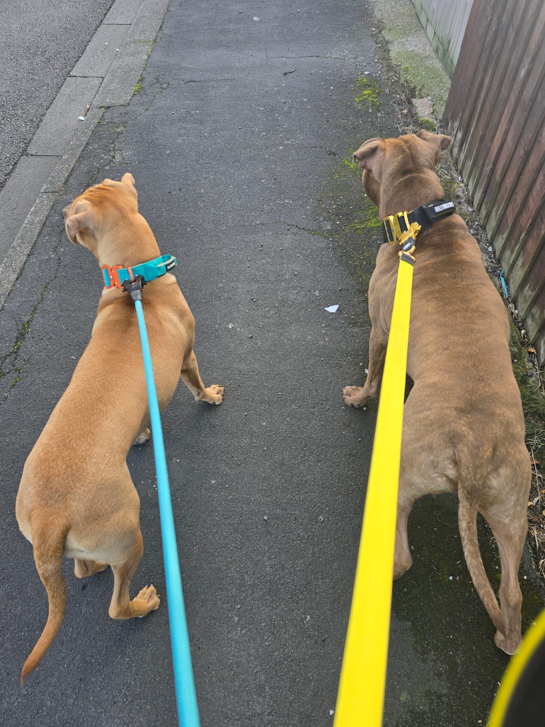 Customer photo review of 4cm LIGHTER Combat® Collar | With Handle Rated Clip - Turquoise & Orange