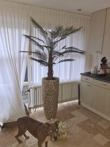 Customer photo review of Kunstpalm 150cm
