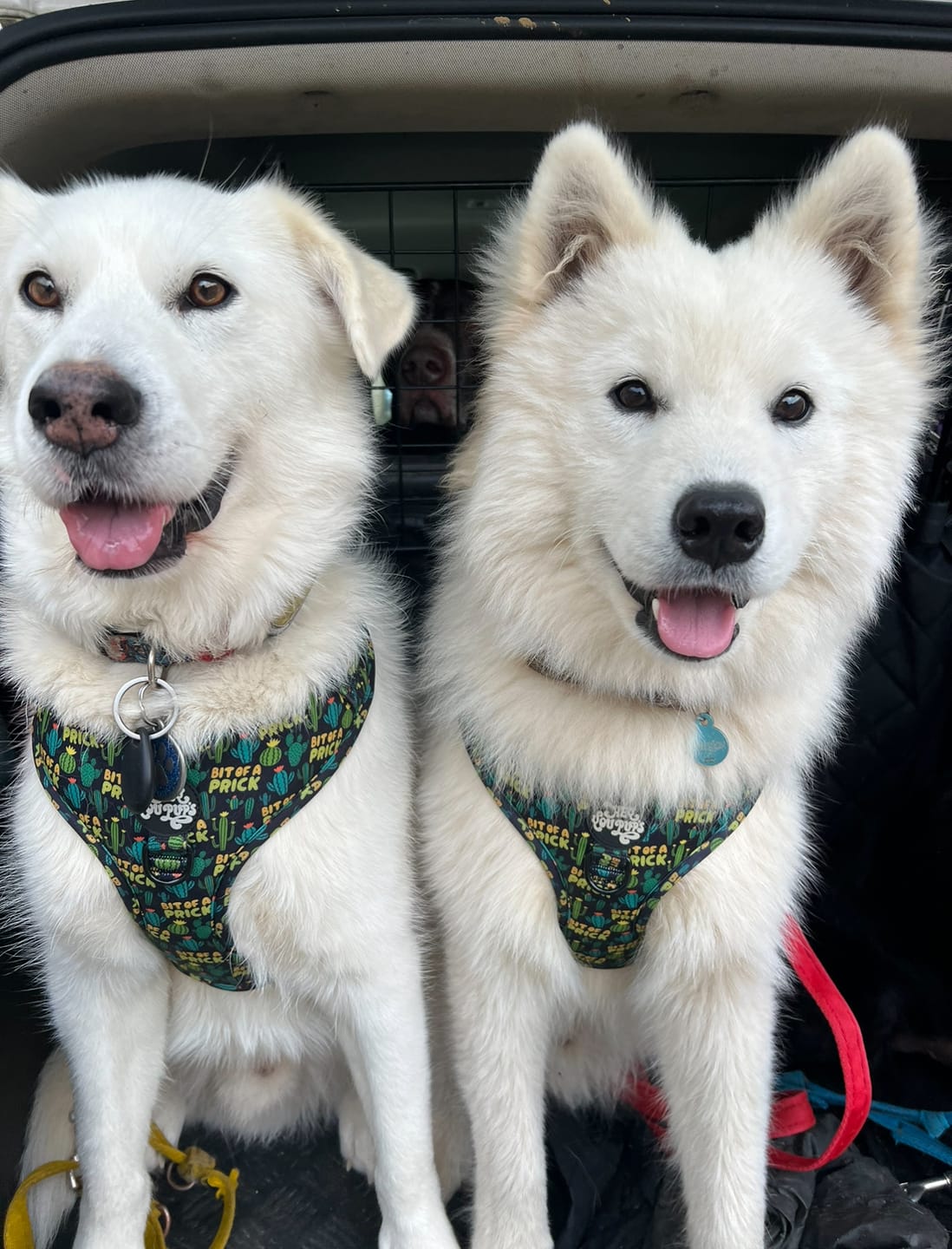 Customer photo review of Bit of a prick harness