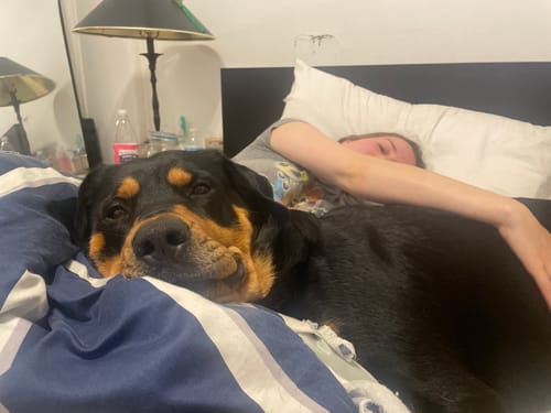 Customer photo review of Ultimate Digestion