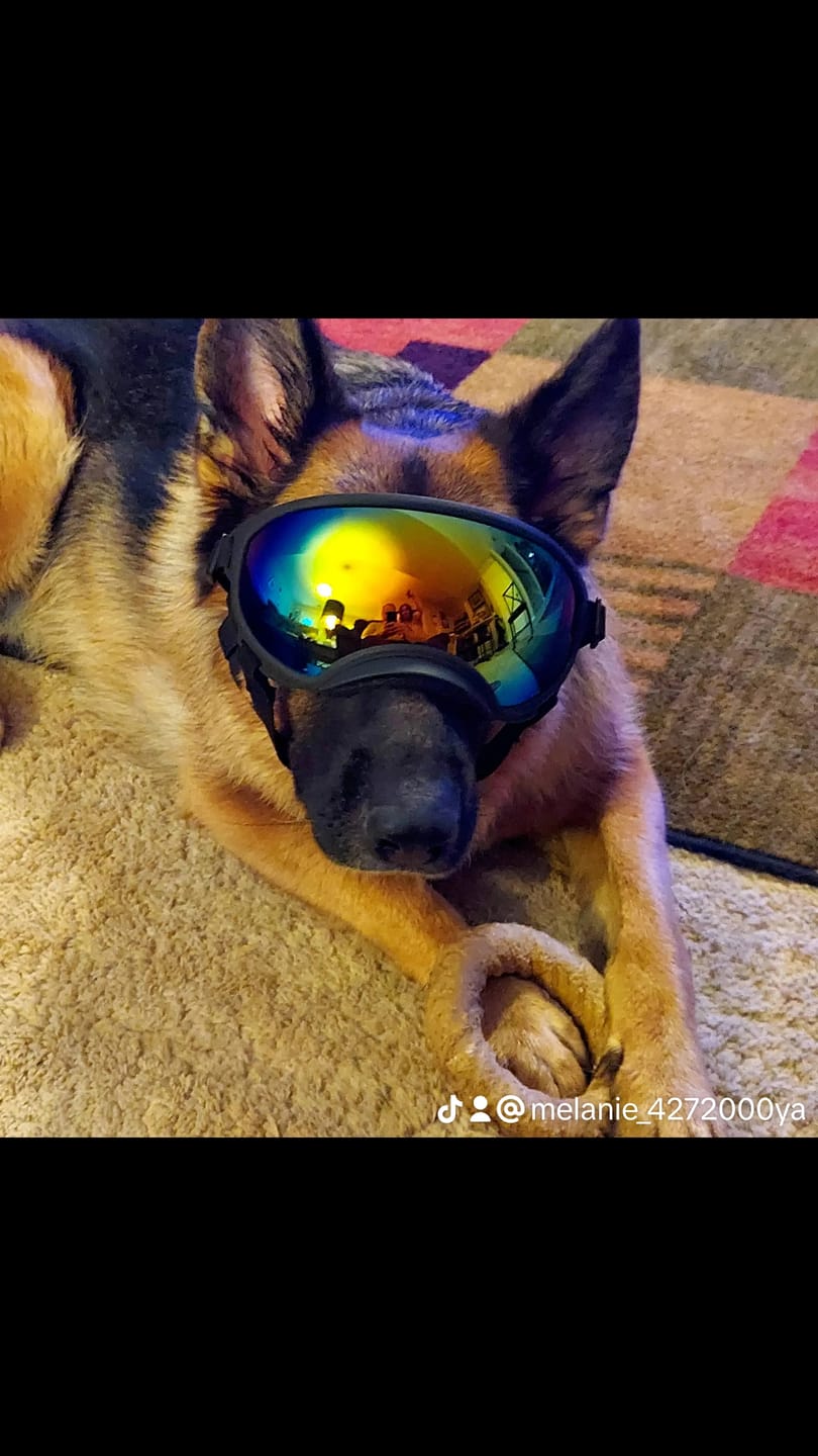 Customer photo review of Adjustable Dog Goggles (Doggles)