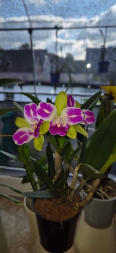 Customer photo review of Cattleya Village Chief Green Genius