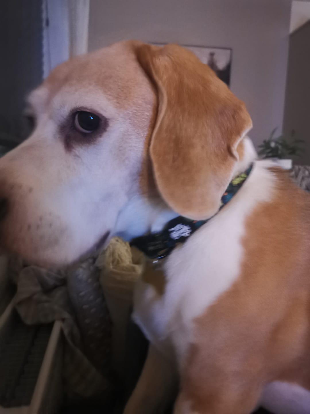 Customer photo review of Bit of a prick collar