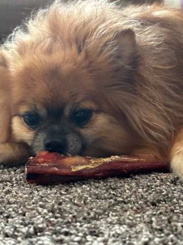 Customer photo review of 6 Inch Monster Bully Stick
