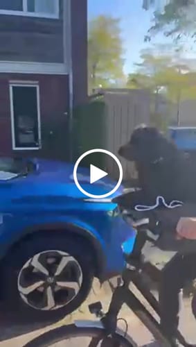Customer video review of Kvisp Dog Bike Carrier