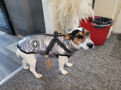 Customer photo review of Silver Quilted Waterproof Dog Coat with Built in Harness