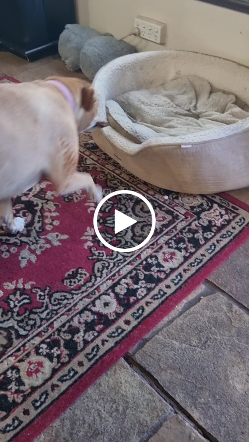 Customer video review of Kangaroo Tendons - Natural Dental Chews!