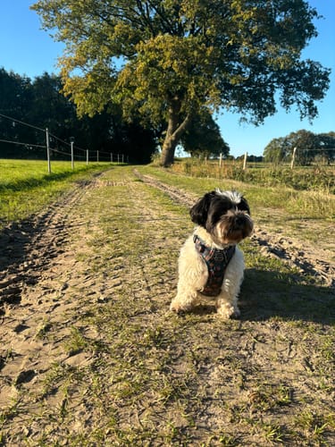 Customer photo review of Tough Trails™ Harness - Hello Autumn