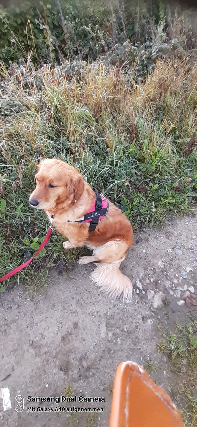 Customer photo review of Puppery™ Personalisiertes Anti-Zug Hundegeschirr