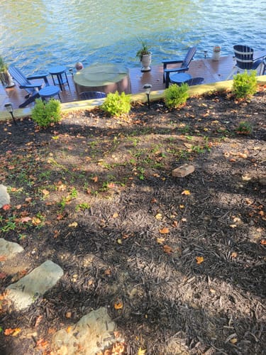 Customer photo review of Vinca Minor Bowles 50 count Flat