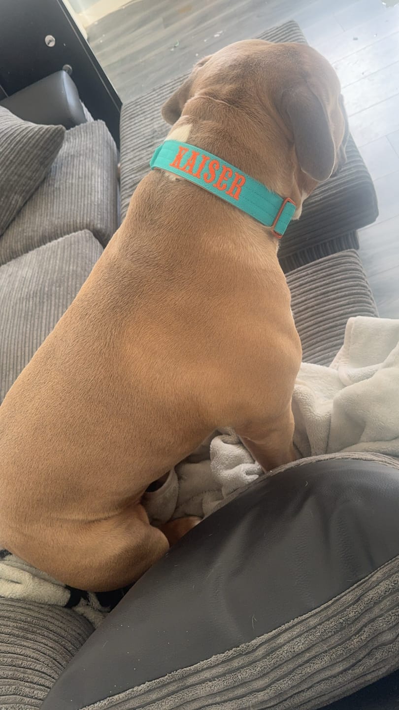 Customer photo review of 4cm LIGHTER Combat® Collar | With Handle Rated Clip - Turquoise & Orange
