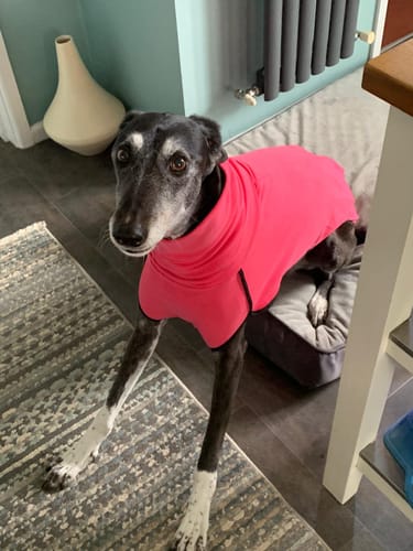 Customer photo review of Fleece Sighthound Base-Layer Coat with Underbelly and Snood