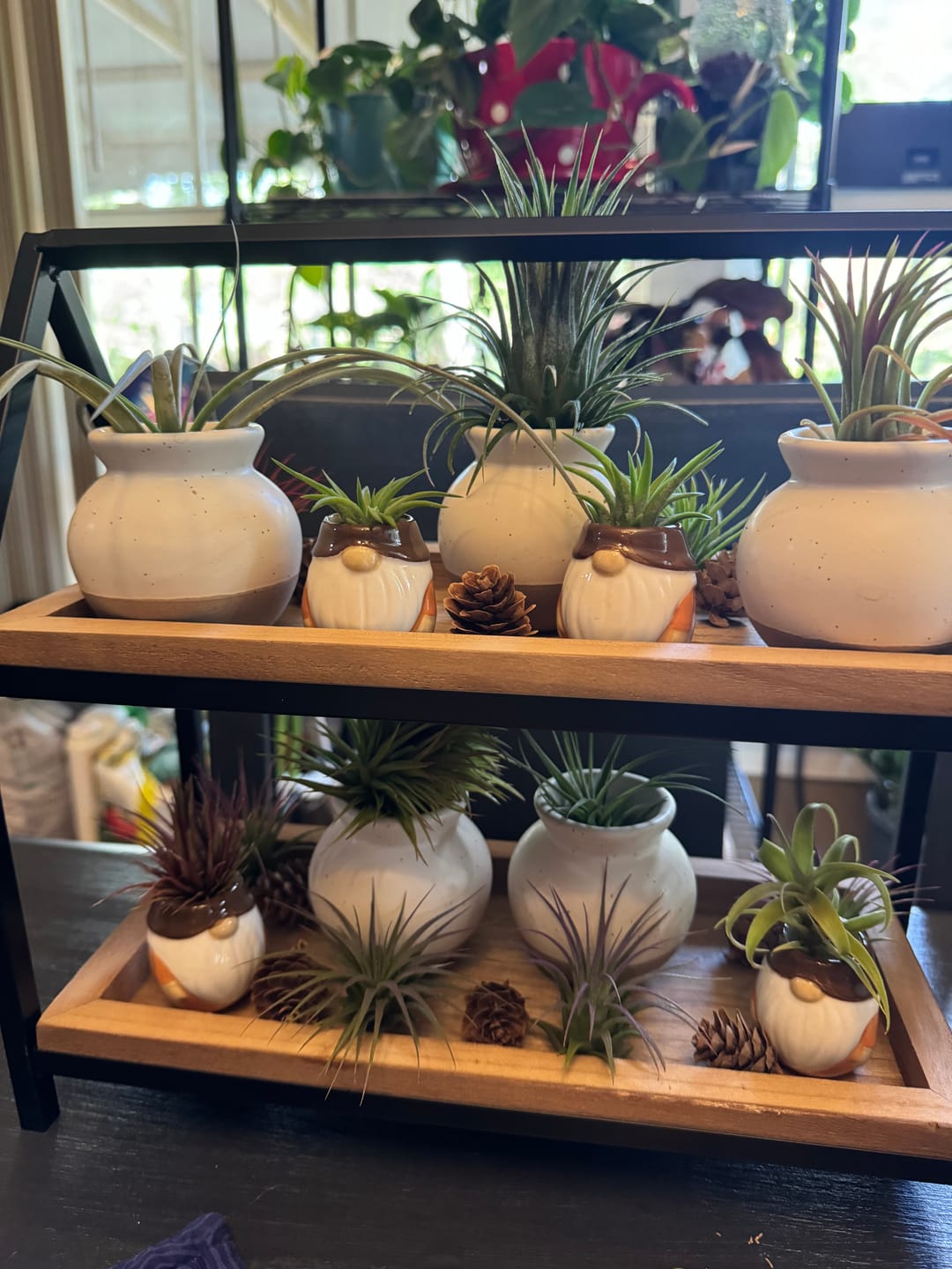 Customer photo review of Ionantha Lavender