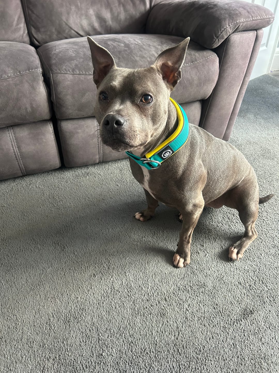 Customer photo review of 4cm Slip on Collar | Soft Padded & Reflective - Turquoise & Yellow v2.0