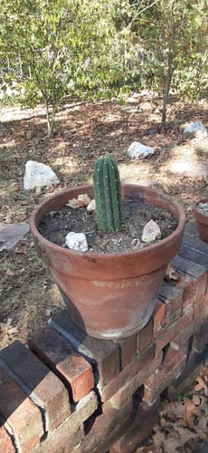 Customer photo review of Icaros DNA Peruvian Torch | Trichocereus Peruvianus Icaro