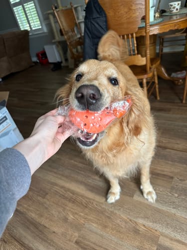 Customer photo review of WagWellies® Mojave