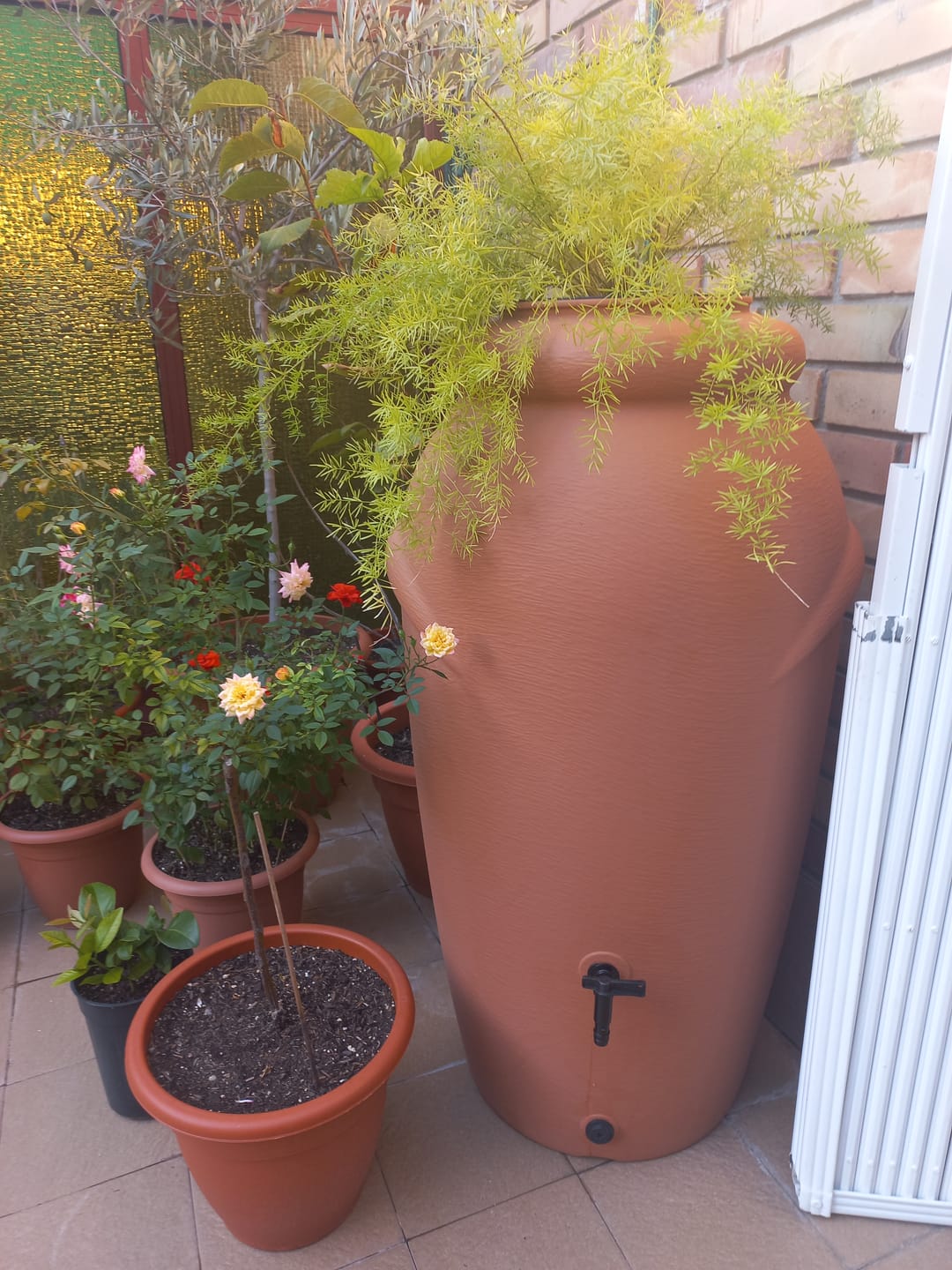 Customer photo review of Regentonne 210/360/440 Liter - Amphore Design