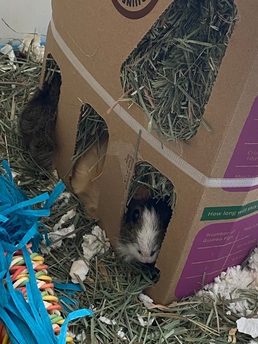 Customer photo review of Orchard Hay Box for Guinea Pigs (3 Pack)