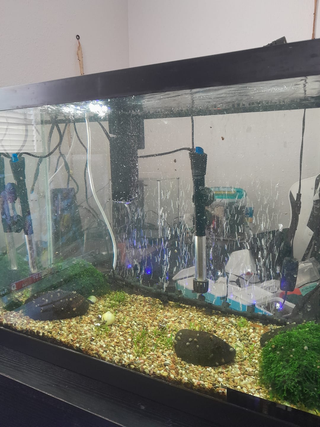 Customer photo review of Shark PRO NANO