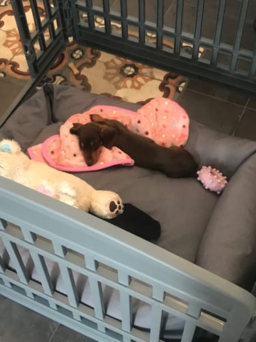 Customer photo review of Cover Cotone Siena