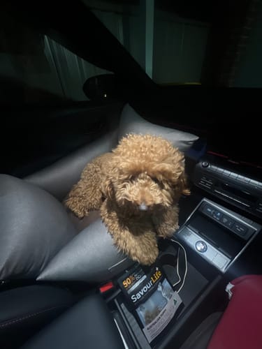 Customer photo review of DOTOUUD 3-in-1 Pet Car Seat & Bed