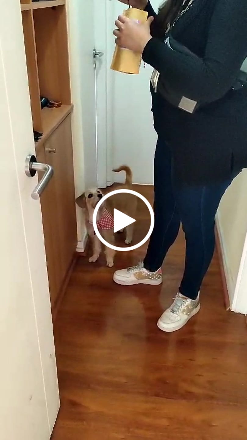 Customer video review of Corazón de vacuno