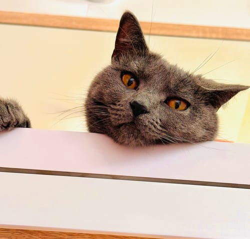 Avis photo d'un client sur Croquettes Chat Stérilisé Sans Céréales - Poulet