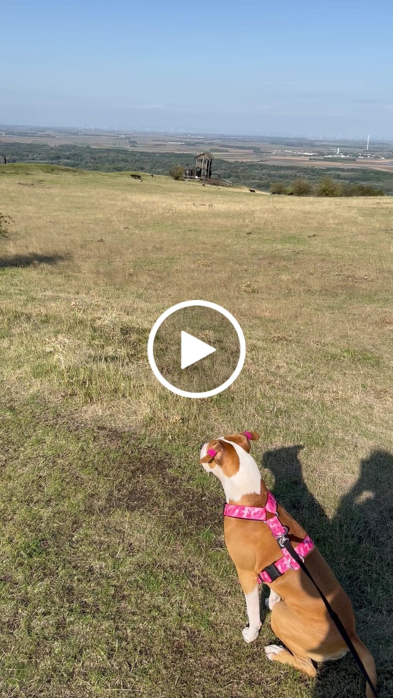 Customer video review of TRI-Harness® | Anti-Pull, Adjustable & Durable - Dog Trainers Choice -  CAMO Bubblegum v2.0