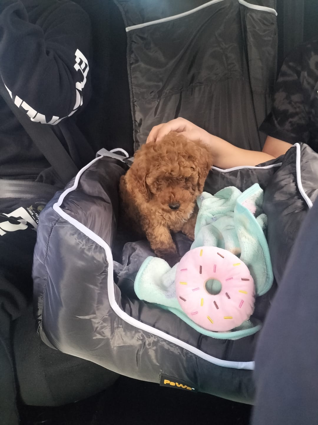 Customer photo review of Pet Car Booster Seat - Grey