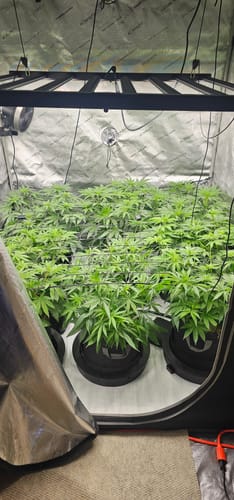 Customer photo review of AutoPot XXL Self Watering Systems, 1-100 Pots