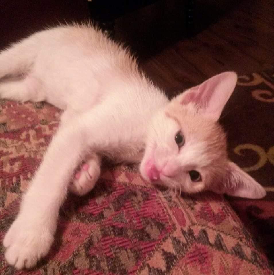 Customer photo review of Royal Canin Veterinary Diet - Urinary SO + Calm Dry Cat Food