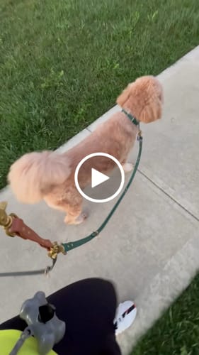 Customer video review of Multi Dog Attachment
