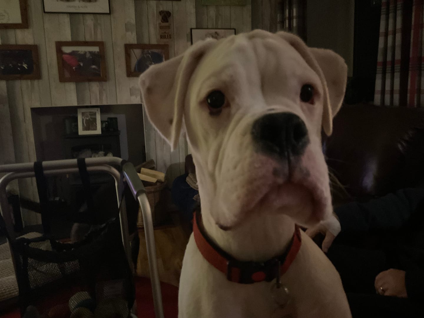 Customer photo review of Skin & Coat Treats