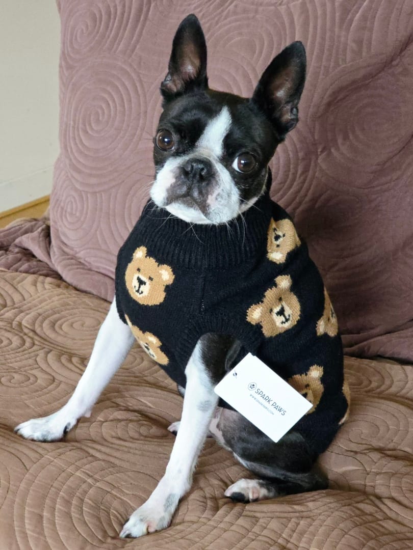Customer photo review of Broken Teddy Bear Knit Dog Sweater - Black