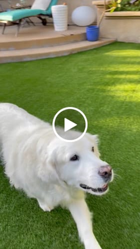 Customer video review of WagWellies® Mojave