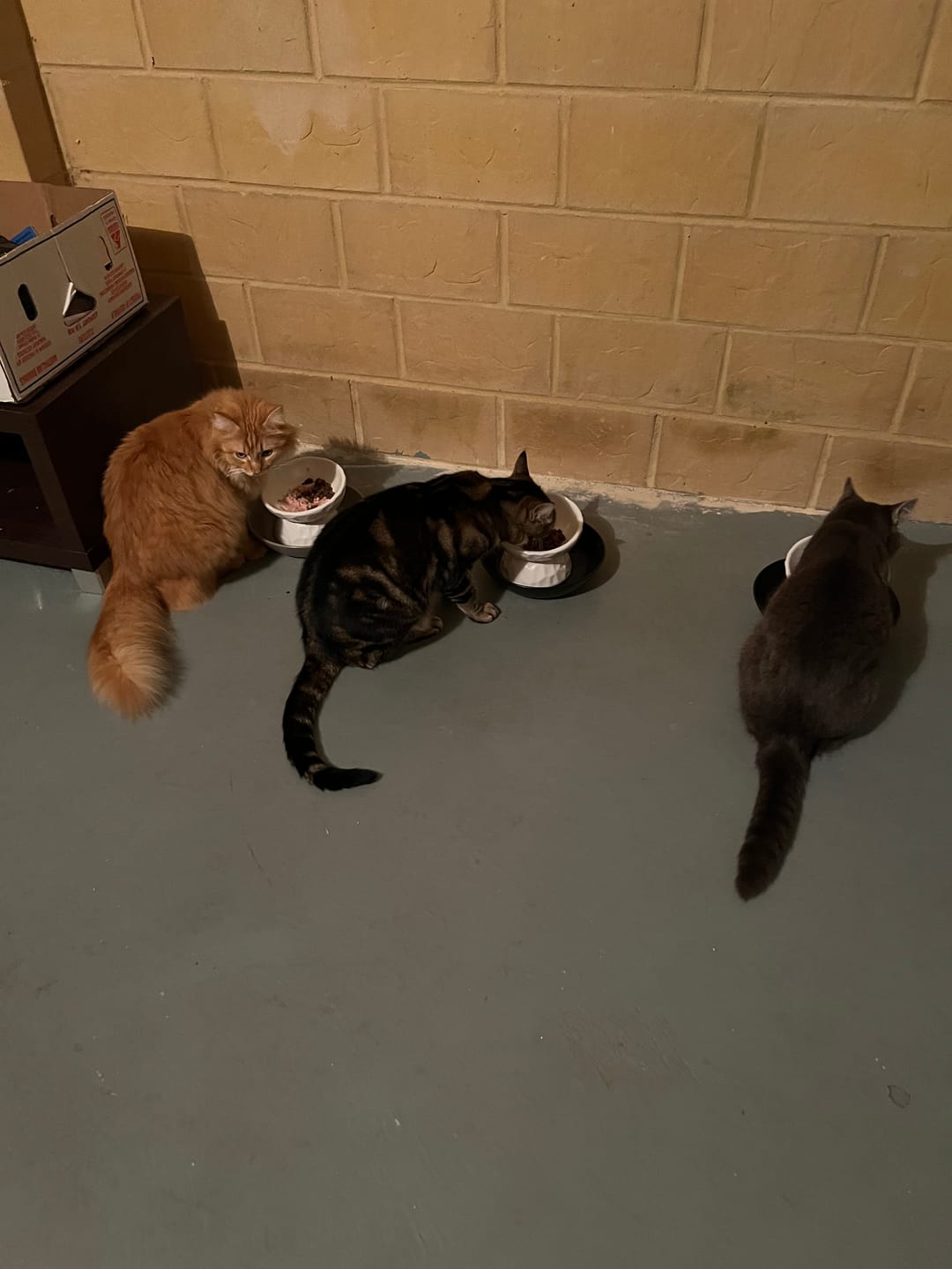 Customer photo review of Tilting Ceramic Cat Bowls With Uneven Texture