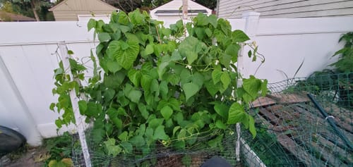 Customer photo review of Kentucky Wonder Pole Bean Seeds