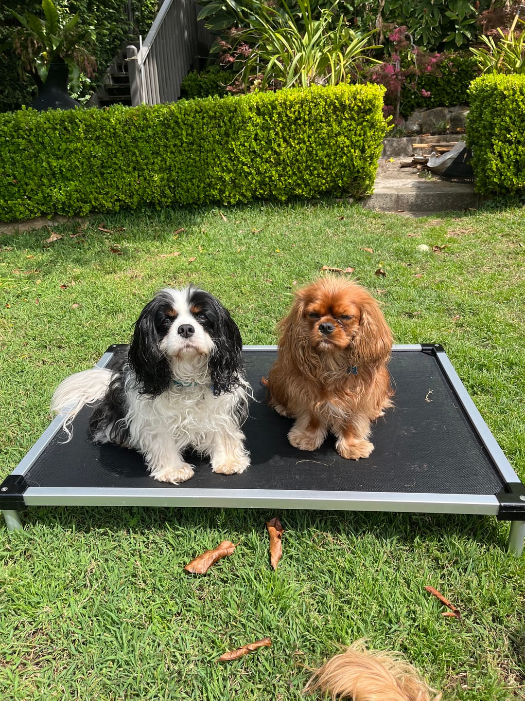 Customer photo review of PaWz Pet Trampoline Aluminium Frame Dog Bed