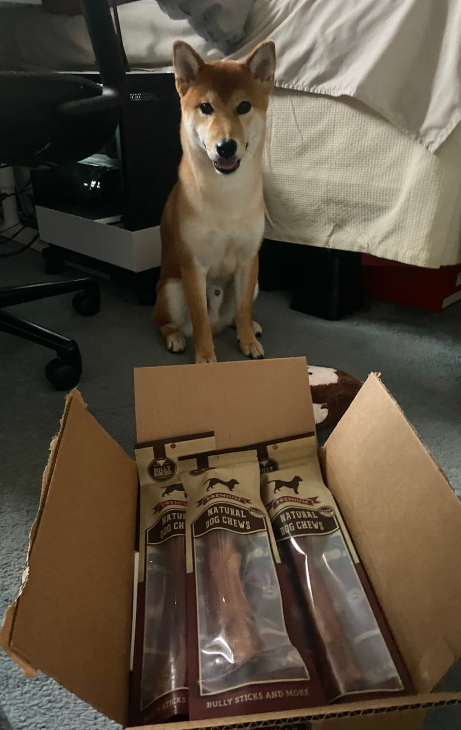 Customer photo review of 12 Inch Mega Monster Bully Stick (LIMITED)