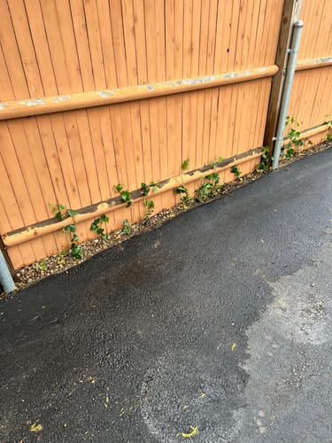 Customer photo review of English Ivy 50 Count Flat
