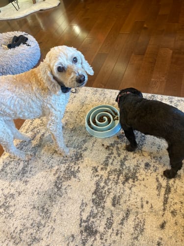 Customer photo review of Grain-Free Seafood Select Recipe - NutriSource - Dry Dog Food