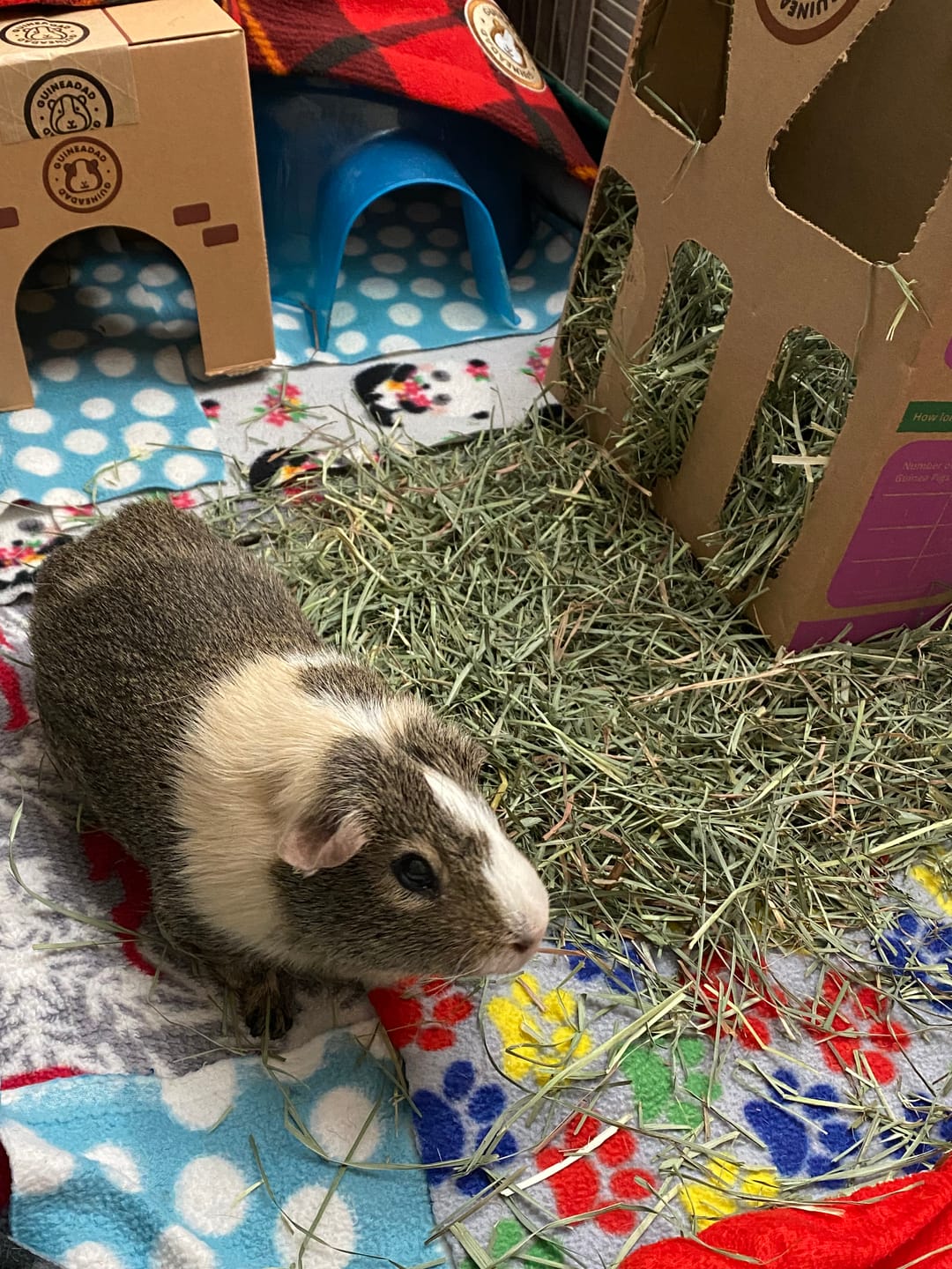 Customer photo review of Orchard Hay Box for Guinea Pigs (3 Pack)